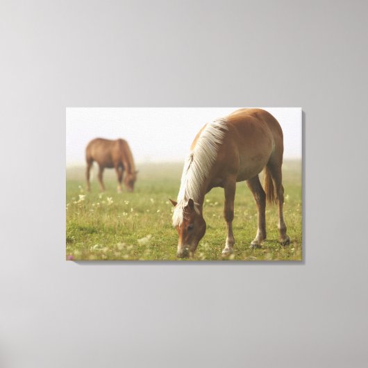 Paardenbloempnemist Piano Canvas Afdruk (Voorkant)