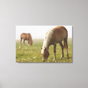 Paardenbloempnemist Piano Canvas Afdruk