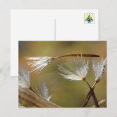 Paardenbloemzaden nemen een vriend mee, Betuiging  Briefkaart (Voorkant / Achterkant)
