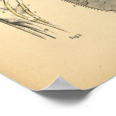 Paardenbocht Tendons Anatomy 1908  Print (Hoek)