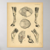 Paardenbocht Tendons Anatomy 1908  Print (Voorkant)