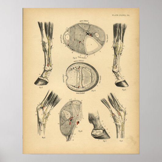 Paardenbocht Tendons Anatomy 1908  Print (Voorkant)