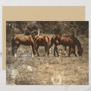 PaardenBoerderij Land Rustisch Western
