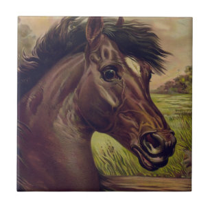 paardenboerderij ranch rit sporten western paard h tegeltje