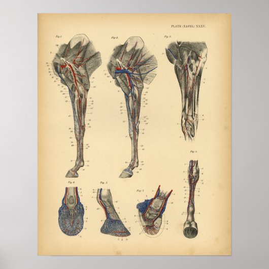 Paardenboetanatomie 1908 afdrukken poster (Voorkant)