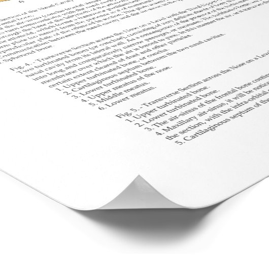 Paardenbotanatomie Poster (Hoek)