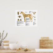 Paardenbotanatomie Poster (Keuken)