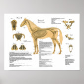 Paardenbotanatomie Poster (Voorkant)