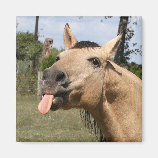 paardenbraam magneet (Voorkant)