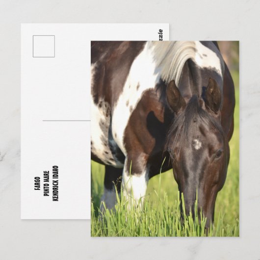 Paardenbriefkaart Briefkaart (Voorkant / Achterkant)