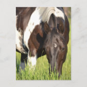 Paardenbriefkaart Briefkaart (Voorkant)