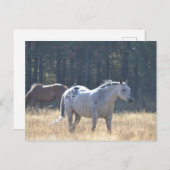 Paardenbriefkaart Briefkaart (Voorkant / Achterkant)