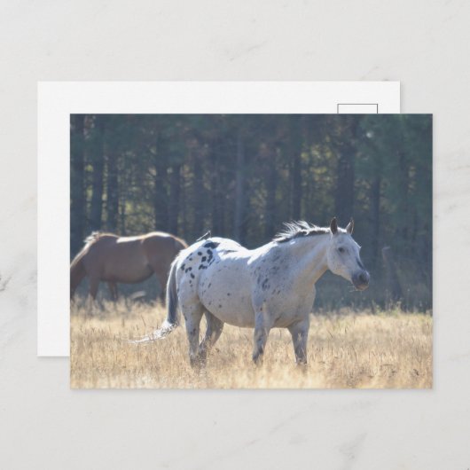 Paardenbriefkaart Briefkaart (Voorkant / Achterkant)