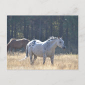 Paardenbriefkaart Briefkaart (Voorkant)