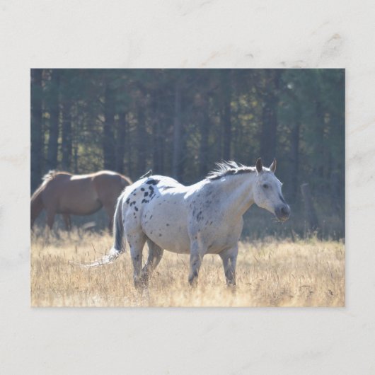 Paardenbriefkaart Briefkaart (Voorkant)