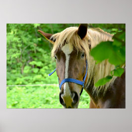 Paardenbruin Belgische ontwerpfoto Poster