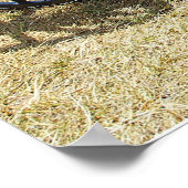 Paardenbuggy van Doctor Poster (Hoek)