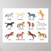 Paardencoatkleuren Poster (Voorkant)