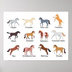 Paardencoatkleuren Poster