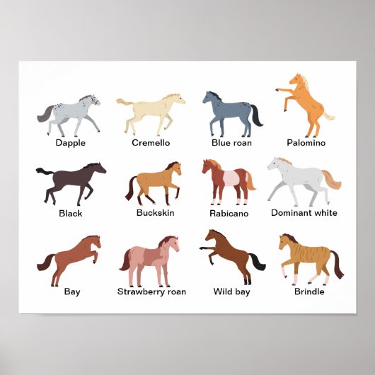 Paardencoatkleuren Poster (Voorkant)