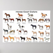 Paardencoatkleuren Poster (Voorkant)
