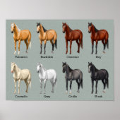 Paardencoatkleuren Poster (Voorkant)