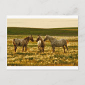 paardenconferentie briefkaart (Voorkant)