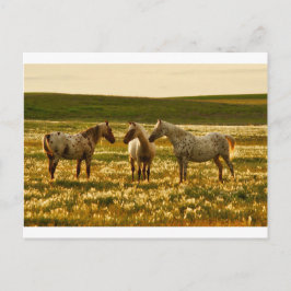 paardenconferentie briefkaart