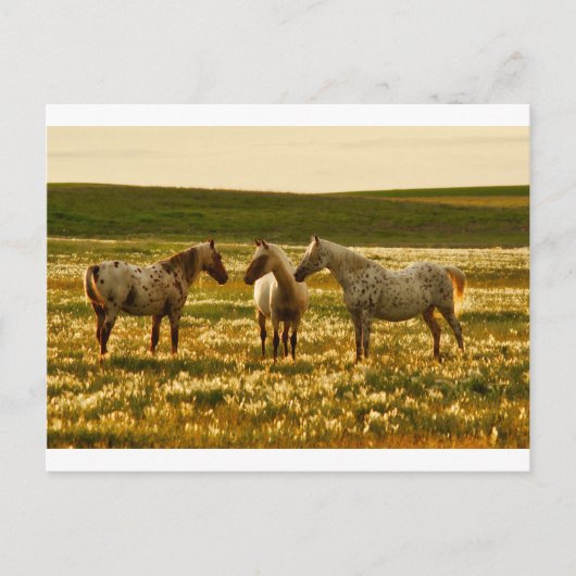 paardenconferentie briefkaart (Voorkant)