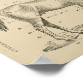 Paardenconformatiepunten Poster (Hoek)