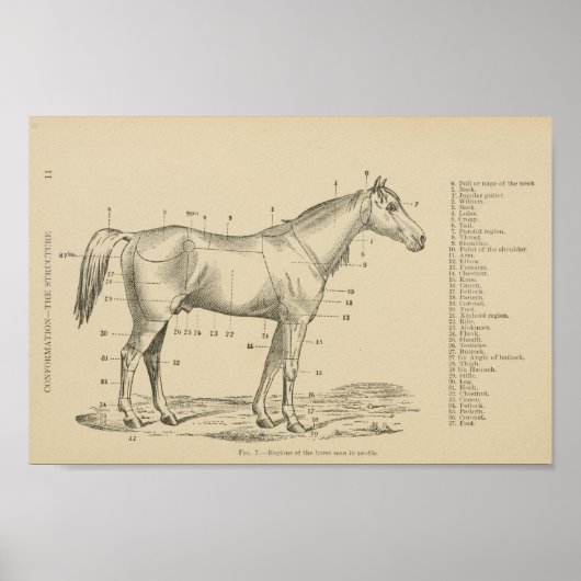 Paardenconformatiepunten Poster (Voorkant)