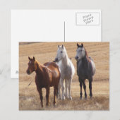 Paardencuriositeit 3 briefkaart (Voorkant / Achterkant)
