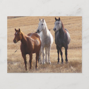 Paardencuriositeit 3 briefkaart