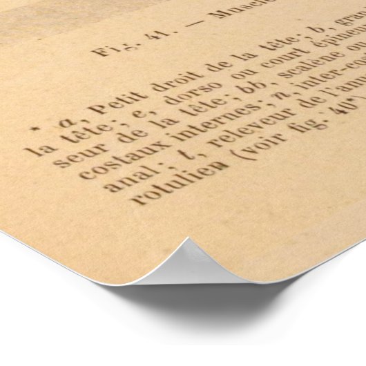 Paardendiepe spieren Anatomie Franse  afdruk Poster (Hoek)