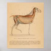 Paardendiepe spieren Anatomie Franse  afdruk Poster (Voorkant)