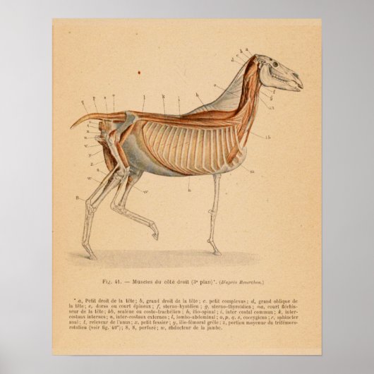 Paardendiepe spieren Anatomie Franse  afdruk Poster (Voorkant)