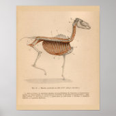 Paardendiepe spieren Anatomie Franse  afdruk Poster (Voorkant)