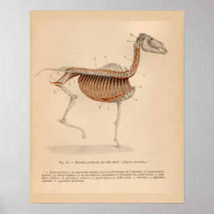 Paardendiepe spieren Anatomie Franse  afdruk Poster