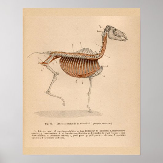 Paardendiepe spieren Anatomie Franse  afdruk Poster (Voorkant)