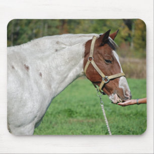 Paardeneetalfalfa Muismat