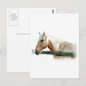 Paardenfoto Briefkaart (Voorkant / Achterkant)