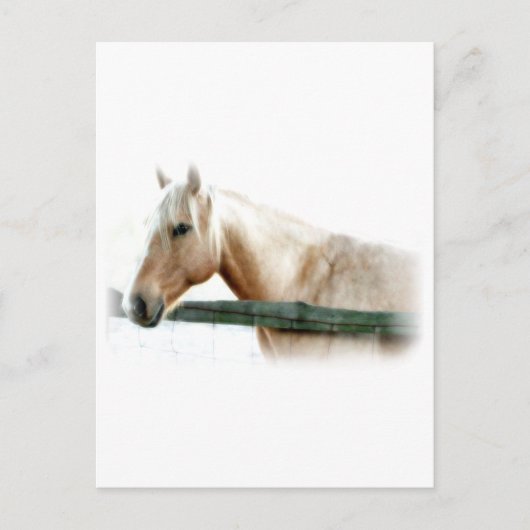 Paardenfoto Briefkaart (Voorkant)