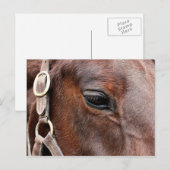 Paardenfoto Briefkaart (Voorkant / Achterkant)
