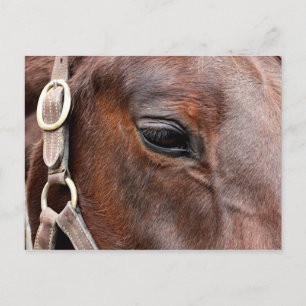 Paardenfoto Briefkaart