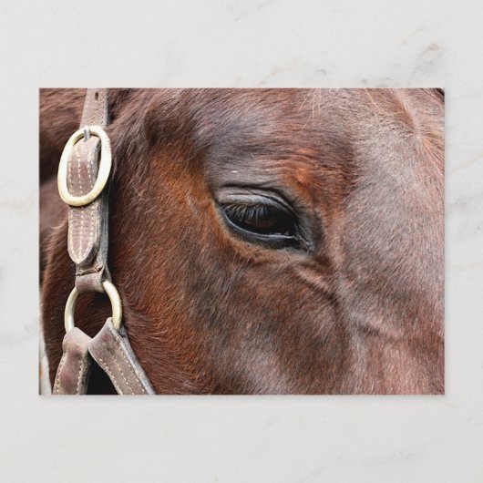 Paardenfoto Briefkaart (Voorkant)