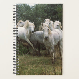 Paardenfoto Equine Running Gray Horse Herd Planner