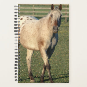Paardenfoto Equine Walking Appaloosa Planner