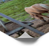 Paardenfoto Poster (Hoek)