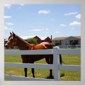 Paardenfoto Poster (Voorkant)