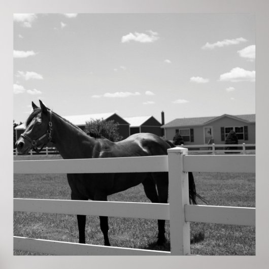 Paardenfoto Poster (Voorkant)